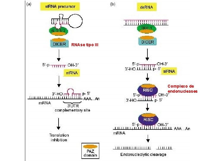 RNAse tipo III Complexo de endonucleases 