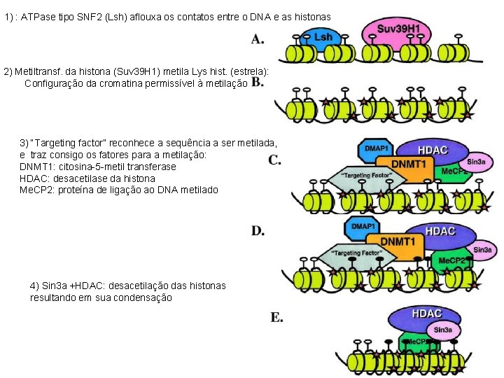 1) : ATPase tipo SNF 2 (Lsh) aflouxa os contatos entre o DNA e