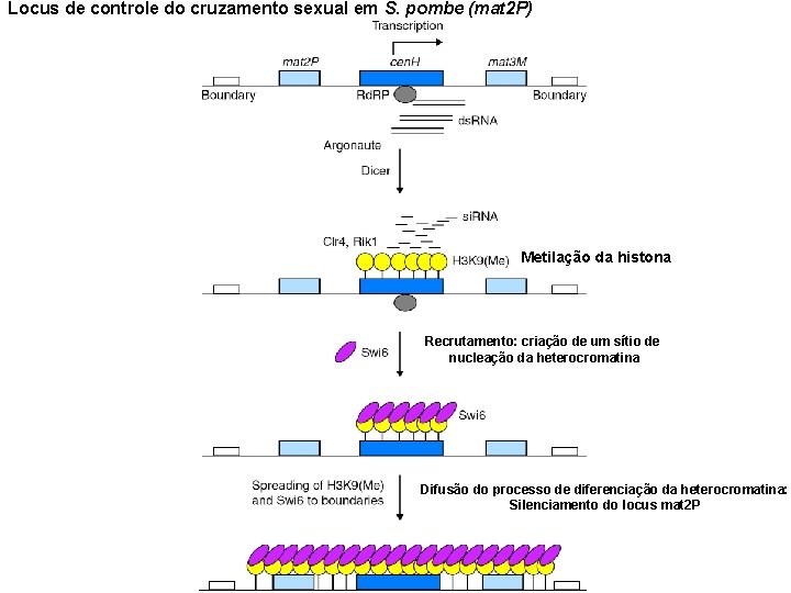 Locus de controle do cruzamento sexual em S. pombe (mat 2 P) Metilação da