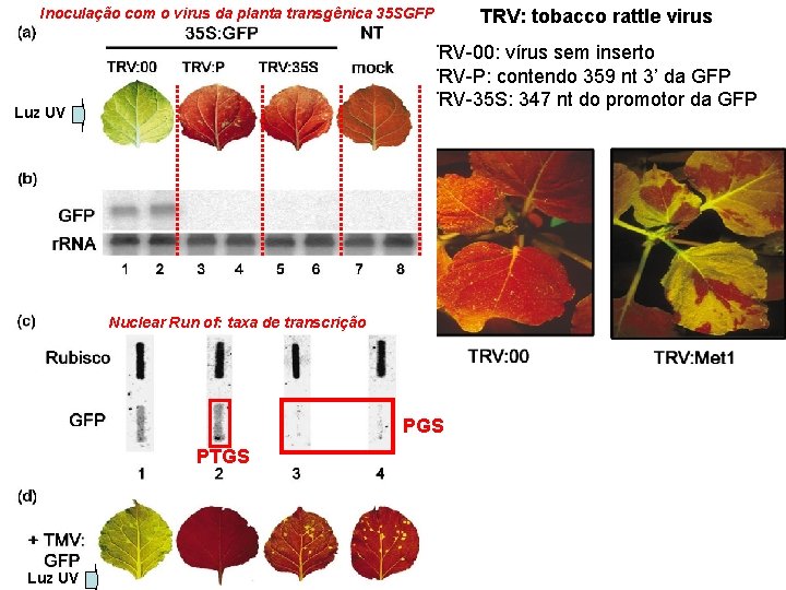 Inoculação com o virus da planta transgênica 35 SGFP TRV-00: vírus sem inserto TRV-P: