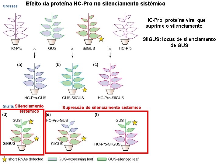 Efeito da proteína HC-Pro no silenciamento sistêmico HC-Pro: proteína viral que suprime o silenciamento