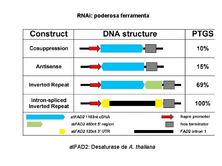 RNAi: poderosa ferramenta at. FAD 2: Desaturase de A. thaliana 