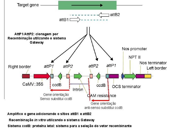 Att. P 1/Att. P 2: clonagem por Recombinação utilizando o sistema Gateway Gene orientação