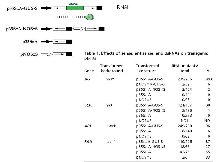 RNAi 