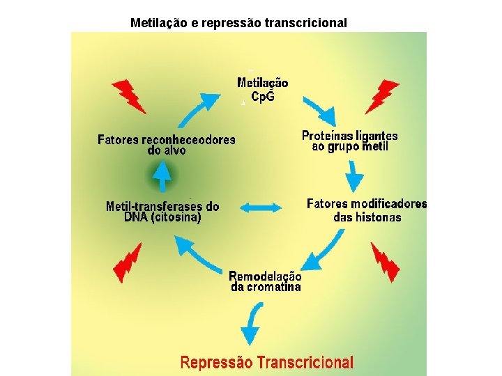 Metilação e repressão transcricional 