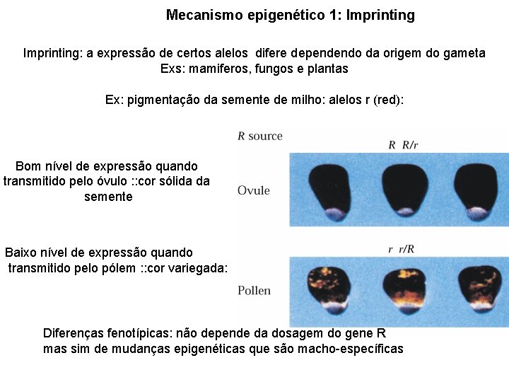 Mecanismo epigenético 1: Imprinting: a expressão de certos alelos difere dependendo da origem do