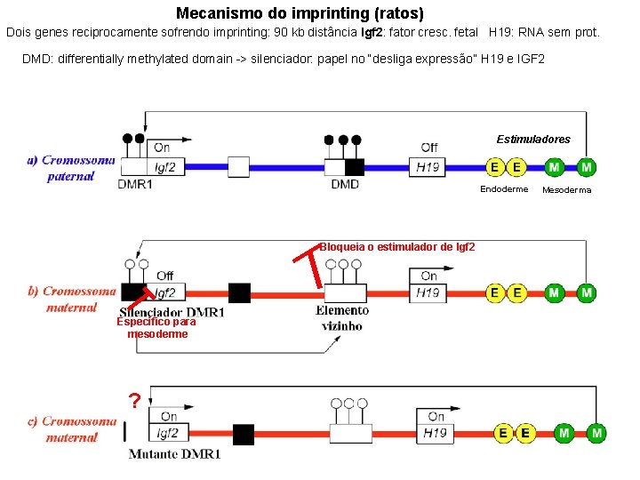 Mecanismo do imprinting (ratos) Dois genes reciprocamente sofrendo imprinting: 90 kb distância Igf 2: