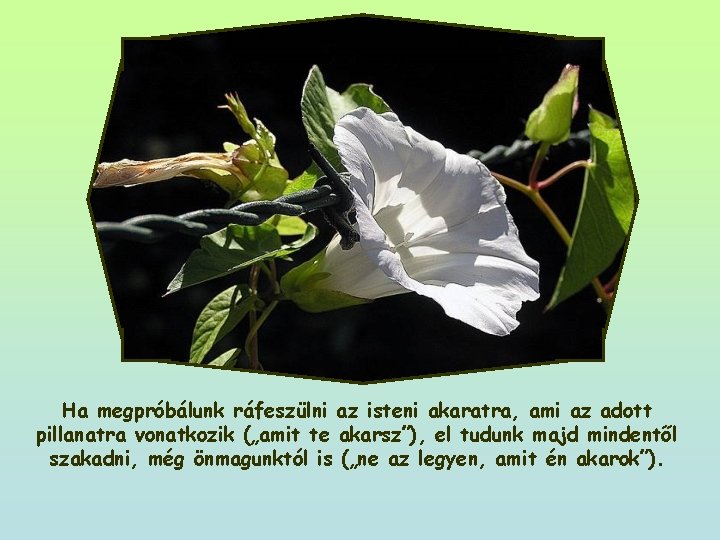 Ha megpróbálunk ráfeszülni az isteni akaratra, ami az adott pillanatra vonatkozik („amit te akarsz”),