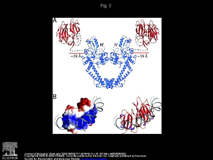 Fig. 2 Journal of Biological Chemistry 2005 28026177 -26184 DOI: (10. 1074/jbc. M 502838200)