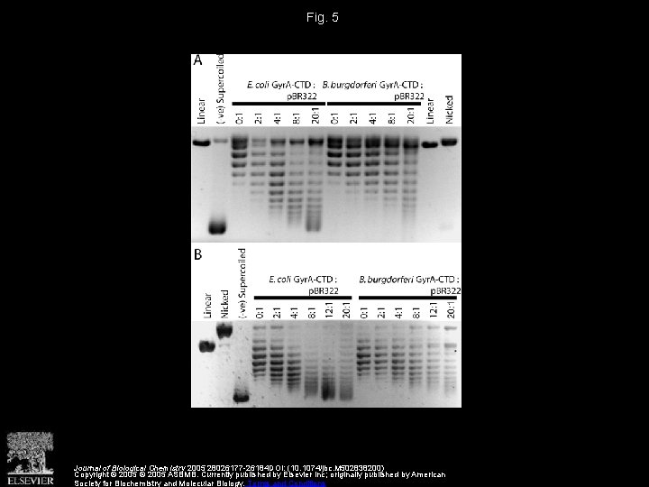 Fig. 5 Journal of Biological Chemistry 2005 28026177 -26184 DOI: (10. 1074/jbc. M 502838200)