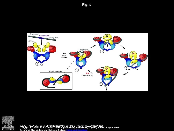 Fig. 6 Journal of Biological Chemistry 2005 28026177 -26184 DOI: (10. 1074/jbc. M 502838200)