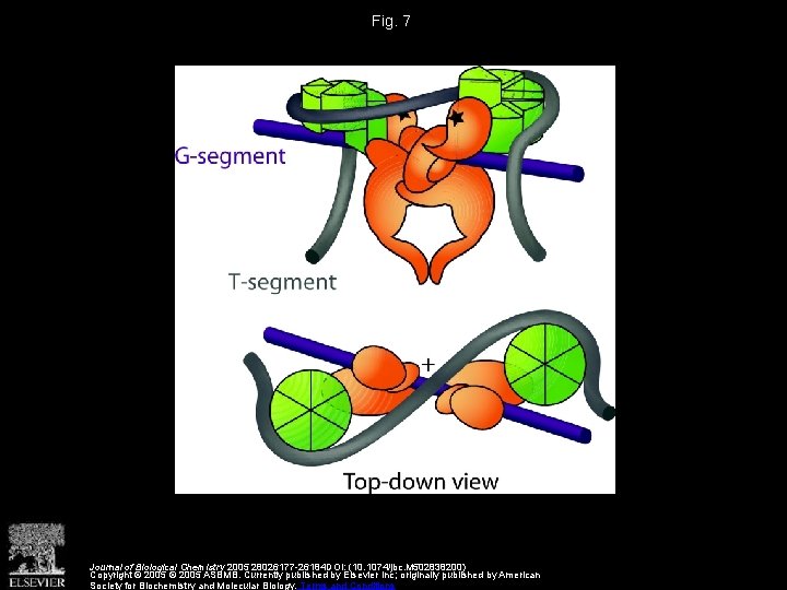 Fig. 7 Journal of Biological Chemistry 2005 28026177 -26184 DOI: (10. 1074/jbc. M 502838200)
