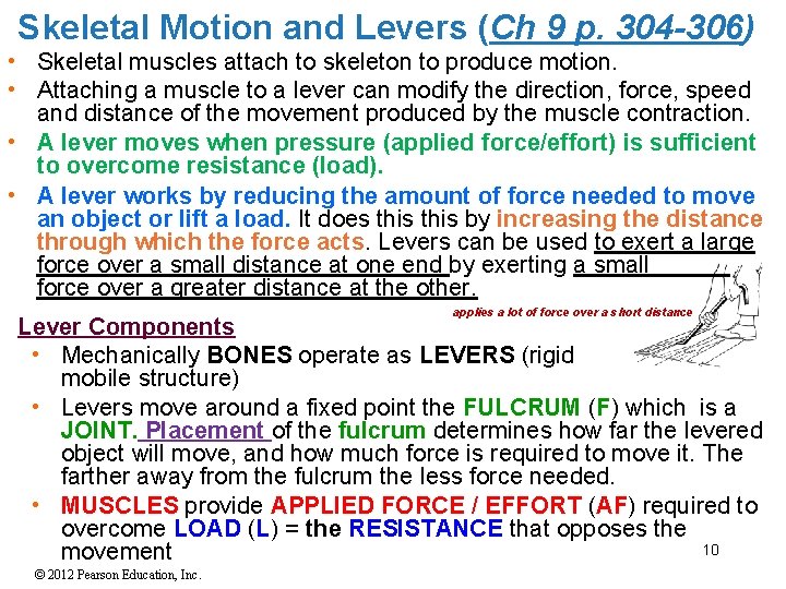 Skeletal Motion and Levers (Ch 9 p. 304 -306) • Skeletal muscles attach to
