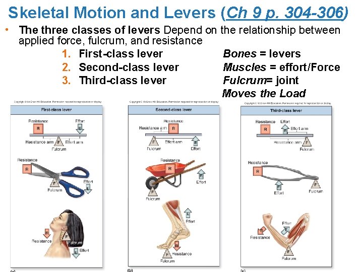 Skeletal Motion and Levers (Ch 9 p. 304 -306) • The three classes of