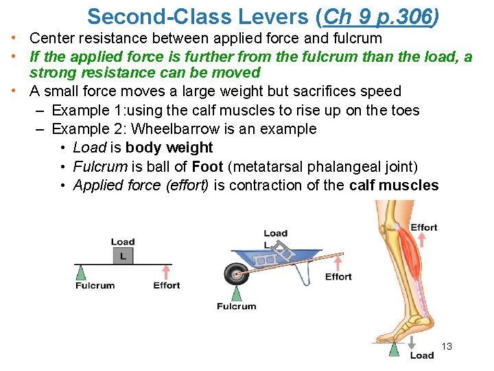 Second-Class Levers (Ch 9 p. 306) • Center resistance between applied force and fulcrum