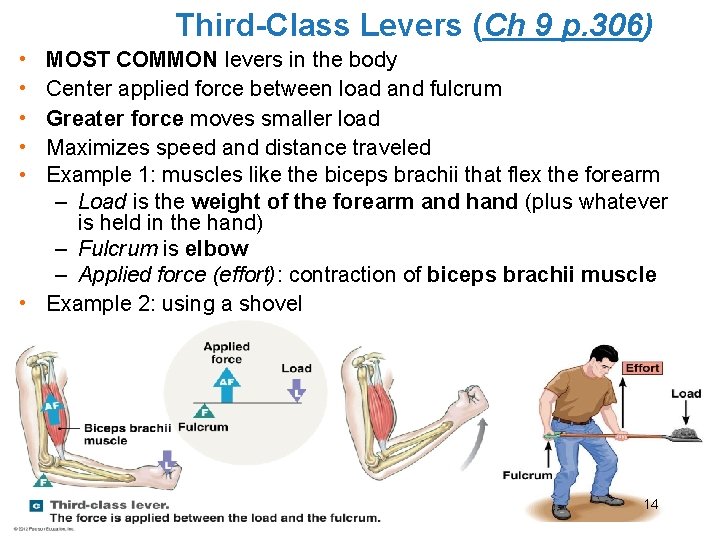 Third-Class Levers (Ch 9 p. 306) • • • MOST COMMON levers in the
