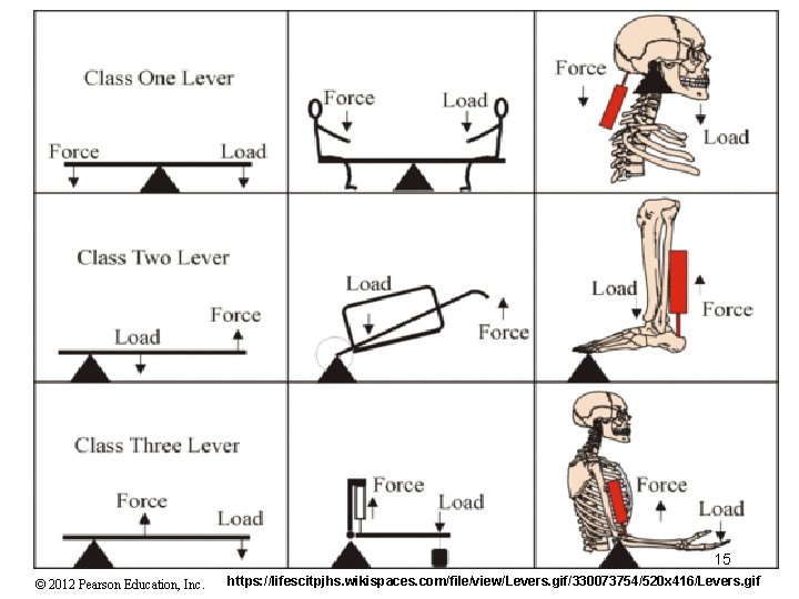 15 © 2012 Pearson Education, Inc. https: //lifescitpjhs. wikispaces. com/file/view/Levers. gif/330073754/520 x 416/Levers. gif