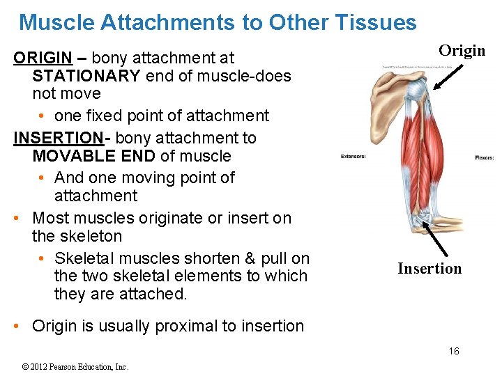 Muscle Attachments to Other Tissues ORIGIN – bony attachment at STATIONARY end of muscle-does