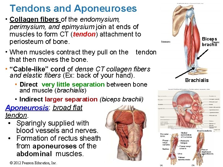 Tendons and Aponeuroses • Collagen fibers of the endomysium, perimysium, and epimysium join at