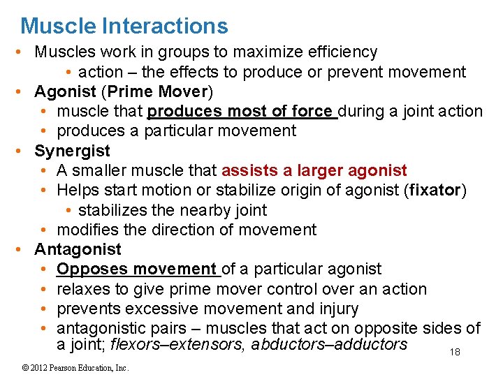 Muscle Interactions • Muscles work in groups to maximize efficiency • action – the