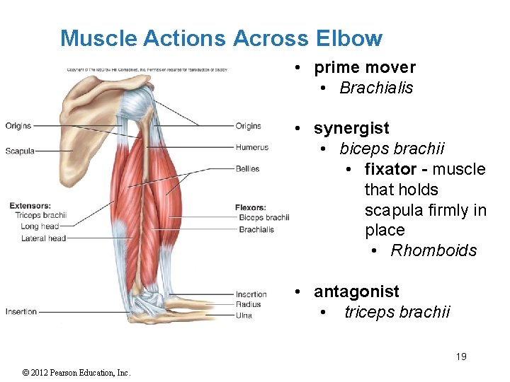 Muscle Actions Across Elbow • prime mover • Brachialis • synergist • biceps brachii