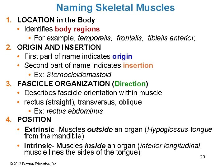 Naming Skeletal Muscles 1. LOCATION in the Body • Identifies body regions • For