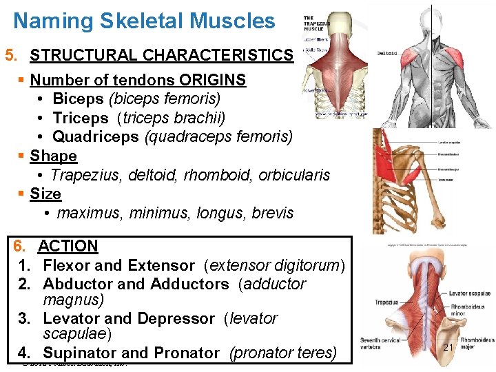 Naming Skeletal Muscles 5. STRUCTURAL CHARACTERISTICS § Number of tendons ORIGINS • Biceps (biceps