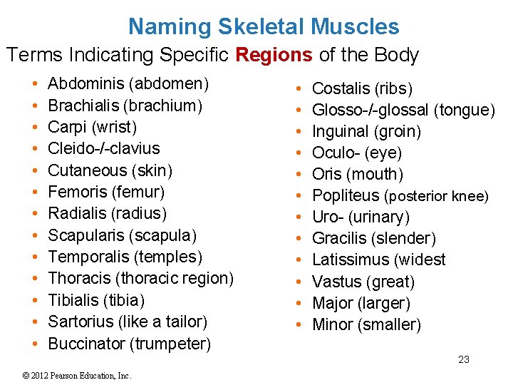 Naming Skeletal Muscles Terms Indicating Specific Regions of the Body • • • •