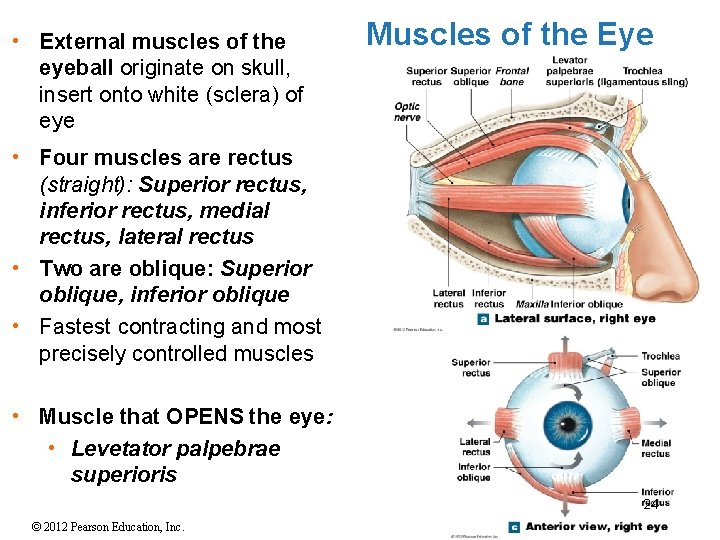  • External muscles of the eyeball originate on skull, insert onto white (sclera)