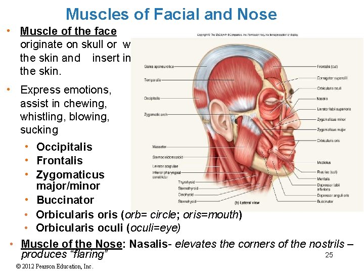 Muscles of Facial and Nose • Muscle of the face originate on skull or