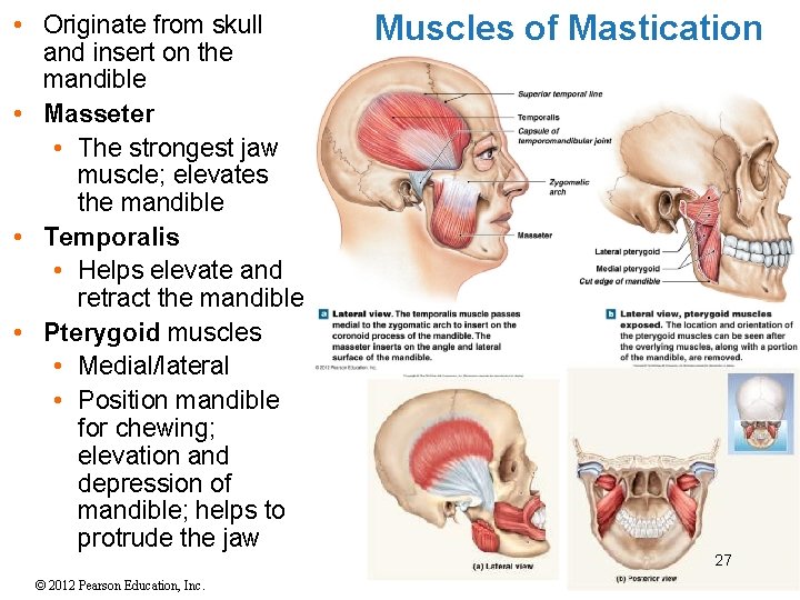  • Originate from skull and insert on the mandible • Masseter • The