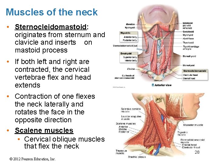 Muscles of the neck • Sternocleidomastoid: originates from sternum and clavicle and inserts on