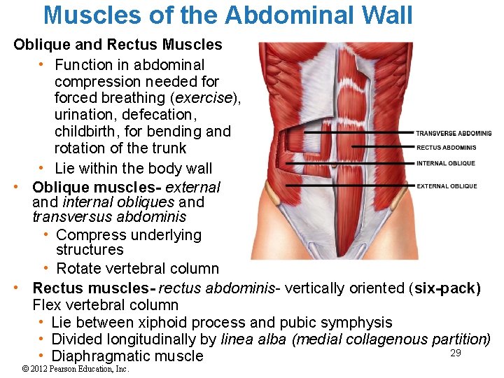 Muscles of the Abdominal Wall Oblique and Rectus Muscles • Function in abdominal compression