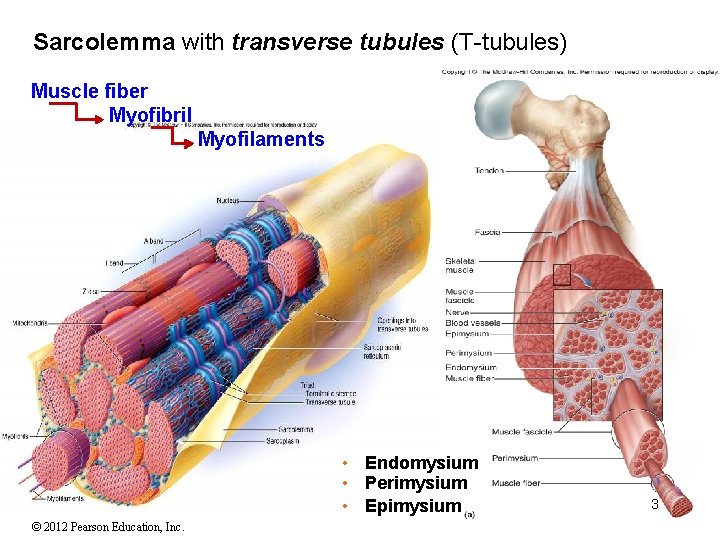 Sarcolemma with transverse tubules (T-tubules) Muscle fiber Myofibril Myofilaments • Endomysium • Perimysium •