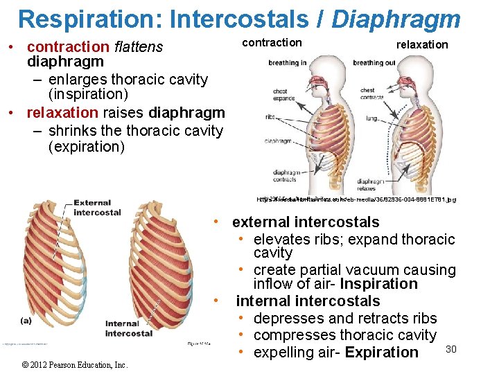 Respiration: Intercostals / Diaphragm • contraction flattens diaphragm – enlarges thoracic cavity (inspiration) •