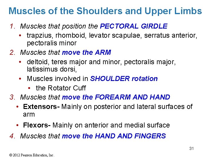 Muscles of the Shoulders and Upper Limbs 1. Muscles that position the PECTORAL GIRDLE