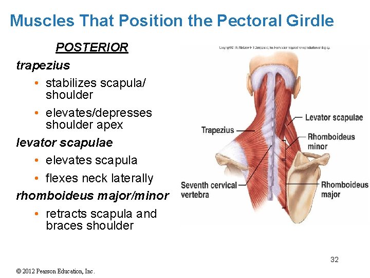 Muscles That Position the Pectoral Girdle POSTERIOR trapezius • stabilizes scapula/ shoulder • elevates/depresses