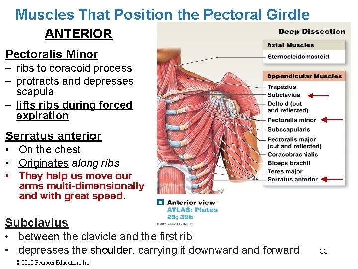 Muscles That Position the Pectoral Girdle ANTERIOR Pectoralis Minor – ribs to coracoid process