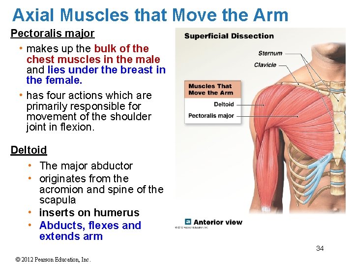 Axial Muscles that Move the Arm Pectoralis major • makes up the bulk of