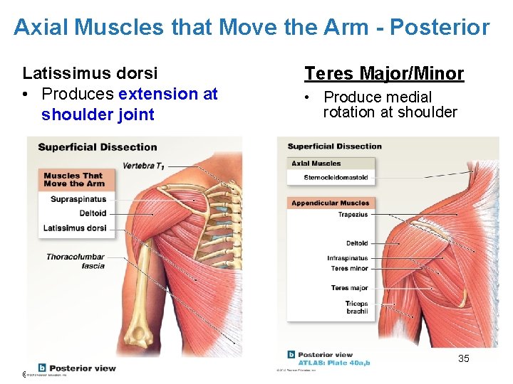 Axial Muscles that Move the Arm - Posterior Latissimus dorsi • Produces extension at