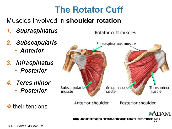The Rotator Cuff Muscles involved in shoulder rotation 1. Supraspinatus 2. Subscapularis • Anterior
