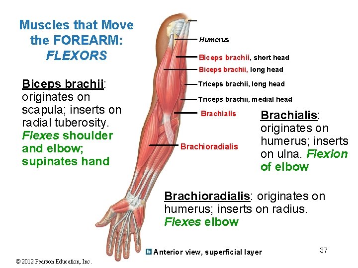 Muscles that Move the FOREARM: FLEXORS Humerus Biceps brachii, short head Biceps brachii, long