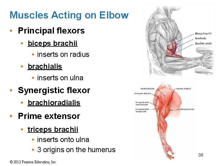 Muscles Acting on Elbow • Principal flexors • biceps brachii • inserts on radius
