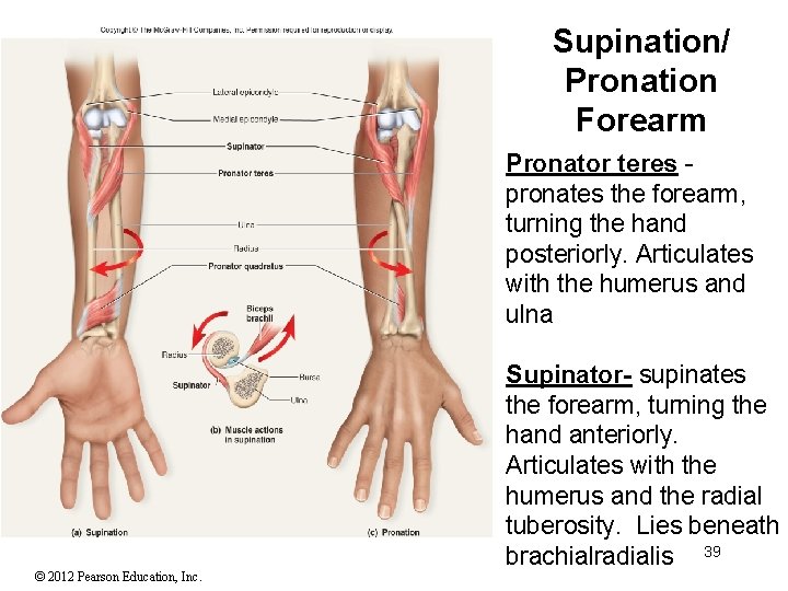 Supination/ Pronation Forearm Pronator teres pronates the forearm, turning the hand posteriorly. Articulates with