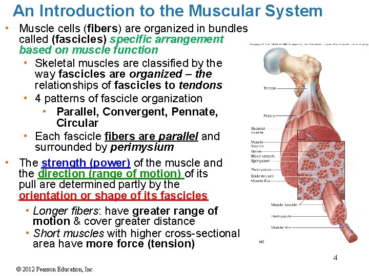 An Introduction to the Muscular System • Muscle cells (fibers) are organized in bundles