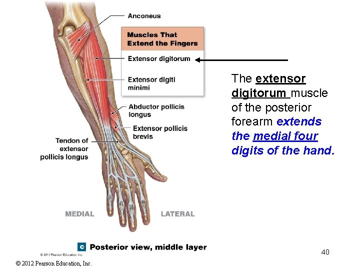 The extensor digitorum muscle of the posterior forearm extends the medial four digits of