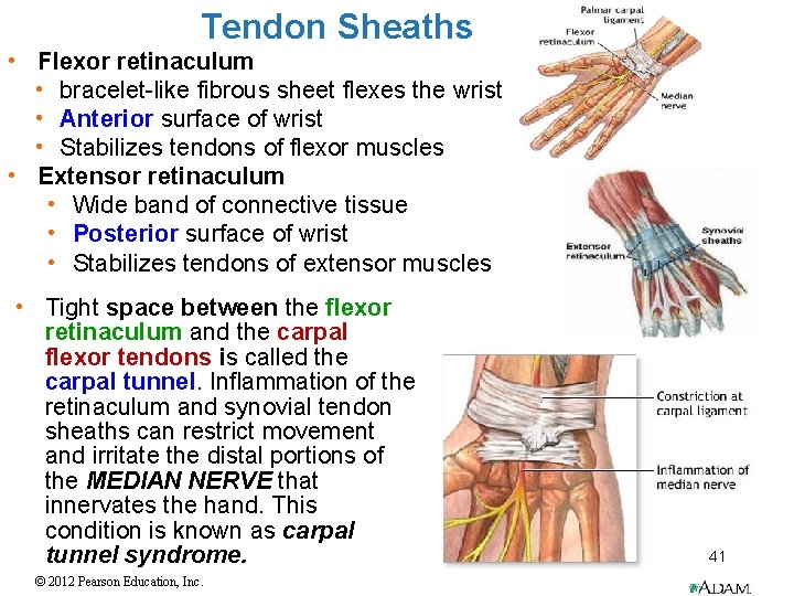 Tendon Sheaths • Flexor retinaculum • bracelet-like fibrous sheet flexes the wrist • Anterior