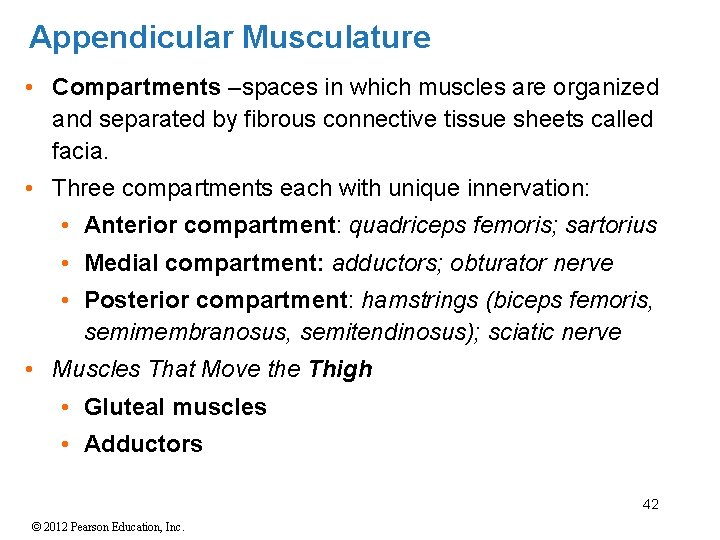 Appendicular Musculature • Compartments –spaces in which muscles are organized and separated by fibrous