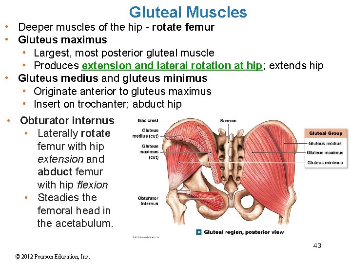 Gluteal Muscles • Deeper muscles of the hip - rotate femur • Gluteus maximus