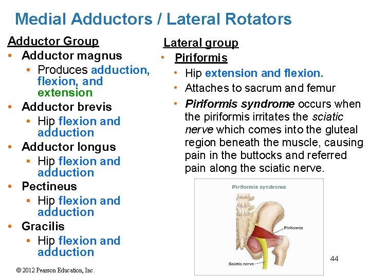 Medial Adductors / Lateral Rotators Adductor Group Lateral group • Adductor magnus • Piriformis